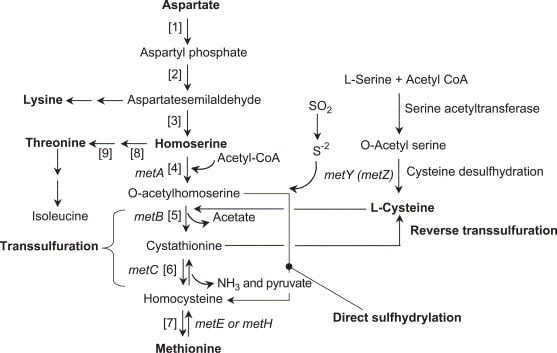 flow-bagan-methionine